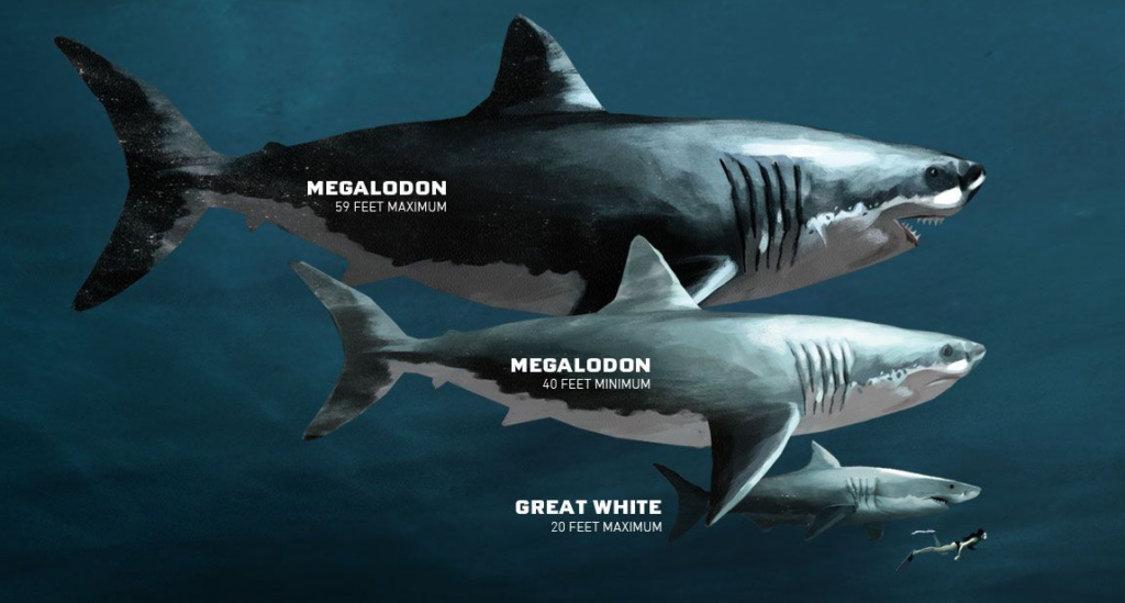 Megalodon